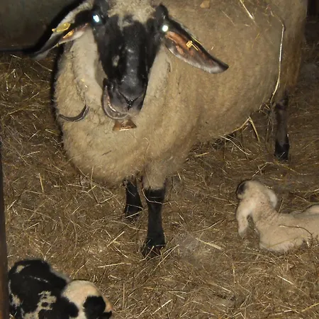 Binderhof 3* Санкт-Йоганн