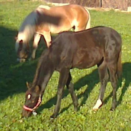 Binderhof