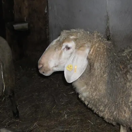 Binderhof Pensjonat Sankt Johann in Tirol