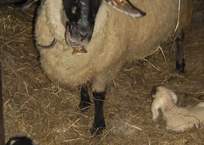 Binderhof 3* Sankt Johann in Tirol