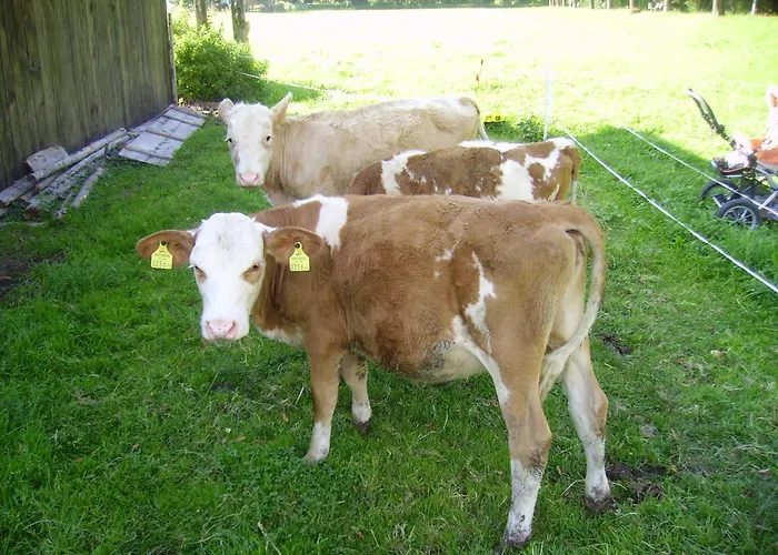 Binderhof Guest house 3*