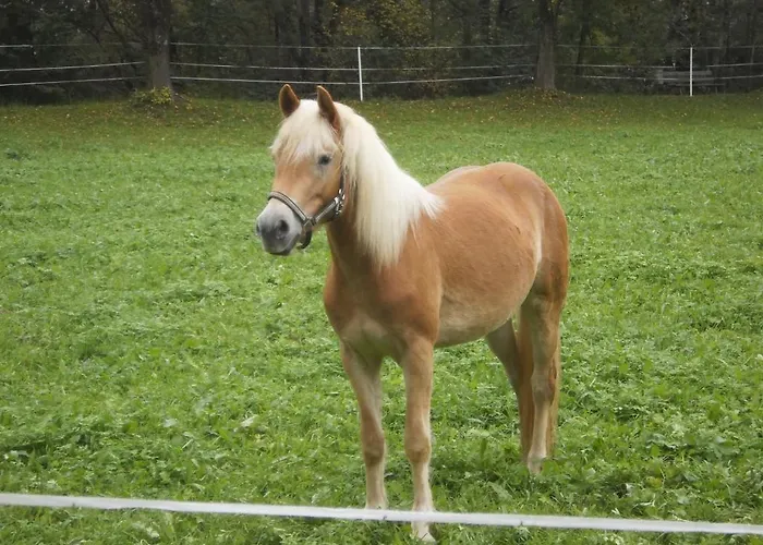 Guest house Binderhof 3*