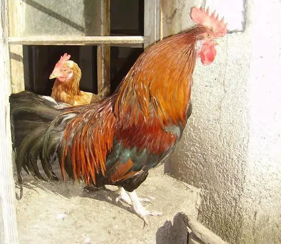 Binderhof Sankt Johann in Tirol