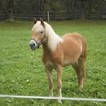 Penzion Binderhof 3*